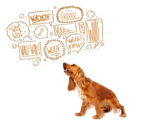 Quand il y a un chien dans un logement&nbsp;!