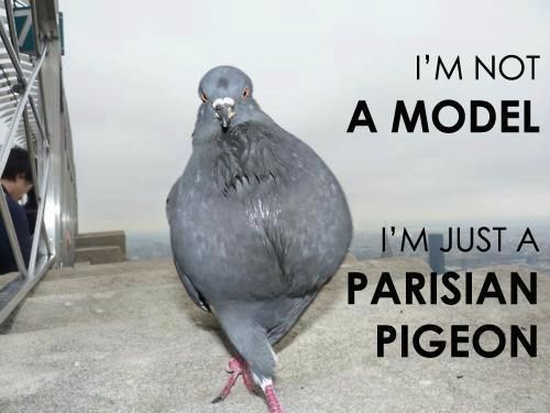 Quand le pigeon entretien les parties communes&nbsp;!
